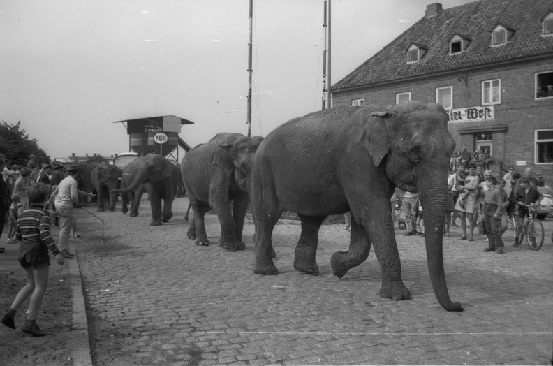 1970 - Elefanten am Güterbahnhof Kiel-West